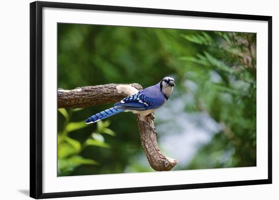 Blue Jay-Gary Carter-Framed Photographic Print