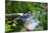 Blue Jay-Gary Carter-Mounted Photographic Print