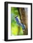 Blue Jay-Gary Carter-Framed Photographic Print