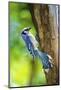 Blue Jay-Gary Carter-Mounted Photographic Print