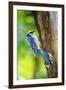 Blue Jay-Gary Carter-Framed Photographic Print