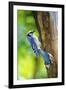 Blue Jay-Gary Carter-Framed Photographic Print