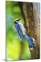 Blue Jay-Gary Carter-Mounted Photographic Print