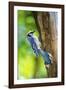 Blue Jay-Gary Carter-Framed Photographic Print