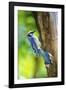 Blue Jay-Gary Carter-Framed Photographic Print