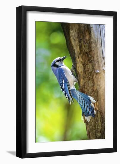 Blue Jay-Gary Carter-Framed Photographic Print