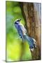 Blue Jay-Gary Carter-Mounted Photographic Print