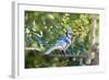 Blue Jay-Gary Carter-Framed Photographic Print