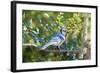 Blue Jay-Gary Carter-Framed Photographic Print