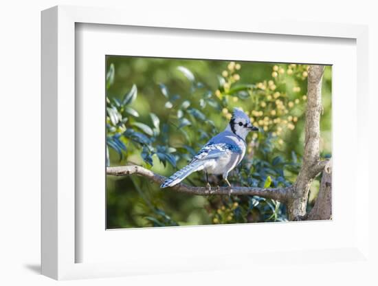 Blue Jay-Gary Carter-Framed Photographic Print