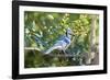 Blue Jay-Gary Carter-Framed Photographic Print