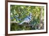 Blue Jay-Gary Carter-Framed Photographic Print