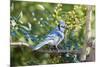 Blue Jay-Gary Carter-Mounted Photographic Print