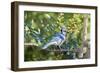 Blue Jay-Gary Carter-Framed Photographic Print