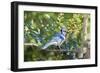 Blue Jay-Gary Carter-Framed Photographic Print