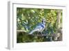 Blue Jay-Gary Carter-Framed Photographic Print