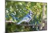 Blue Jay-Gary Carter-Mounted Photographic Print