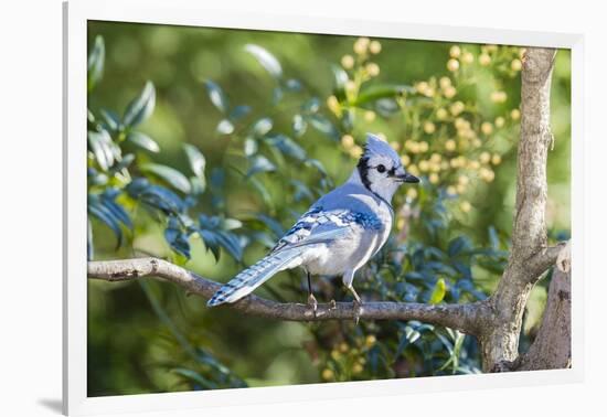 Blue Jay-Gary Carter-Framed Photographic Print