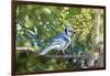 Blue Jay-Gary Carter-Framed Photographic Print