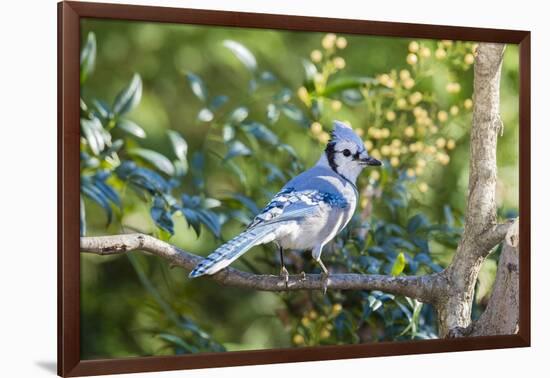 Blue Jay-Gary Carter-Framed Photographic Print