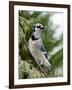 Blue Jay-Gary Carter-Framed Photographic Print