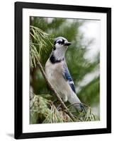 Blue Jay-Gary Carter-Framed Photographic Print