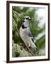 Blue Jay-Gary Carter-Framed Photographic Print