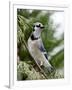 Blue Jay-Gary Carter-Framed Photographic Print