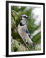 Blue Jay-Gary Carter-Framed Photographic Print