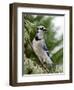 Blue Jay-Gary Carter-Framed Photographic Print