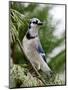 Blue Jay-Gary Carter-Mounted Photographic Print