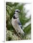 Blue Jay-Gary Carter-Framed Photographic Print