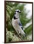 Blue Jay-Gary Carter-Framed Photographic Print