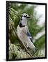 Blue Jay-Gary Carter-Framed Photographic Print