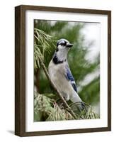 Blue Jay-Gary Carter-Framed Photographic Print