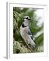 Blue Jay-Gary Carter-Framed Photographic Print