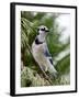 Blue Jay-Gary Carter-Framed Photographic Print