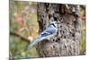 Blue Jay-Gary Carter-Mounted Photographic Print