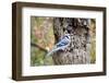 Blue Jay-Gary Carter-Framed Photographic Print