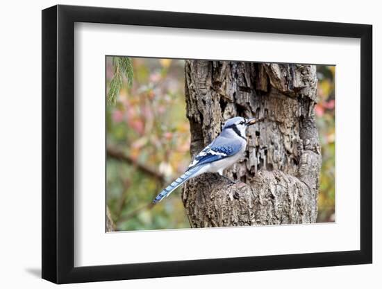 Blue Jay-Gary Carter-Framed Photographic Print