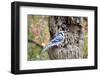 Blue Jay-Gary Carter-Framed Photographic Print