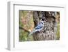 Blue Jay-Gary Carter-Framed Photographic Print