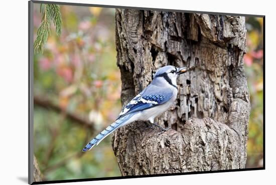 Blue Jay-Gary Carter-Mounted Photographic Print