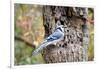 Blue Jay-Gary Carter-Framed Photographic Print