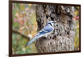 Blue Jay-Gary Carter-Framed Photographic Print