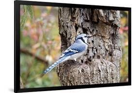 Blue Jay-Gary Carter-Framed Photographic Print