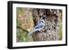 Blue Jay-Gary Carter-Framed Photographic Print