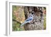 Blue Jay-Gary Carter-Framed Photographic Print