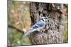 Blue Jay-Gary Carter-Mounted Photographic Print