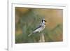 Blue Jay-Gary Carter-Framed Photographic Print